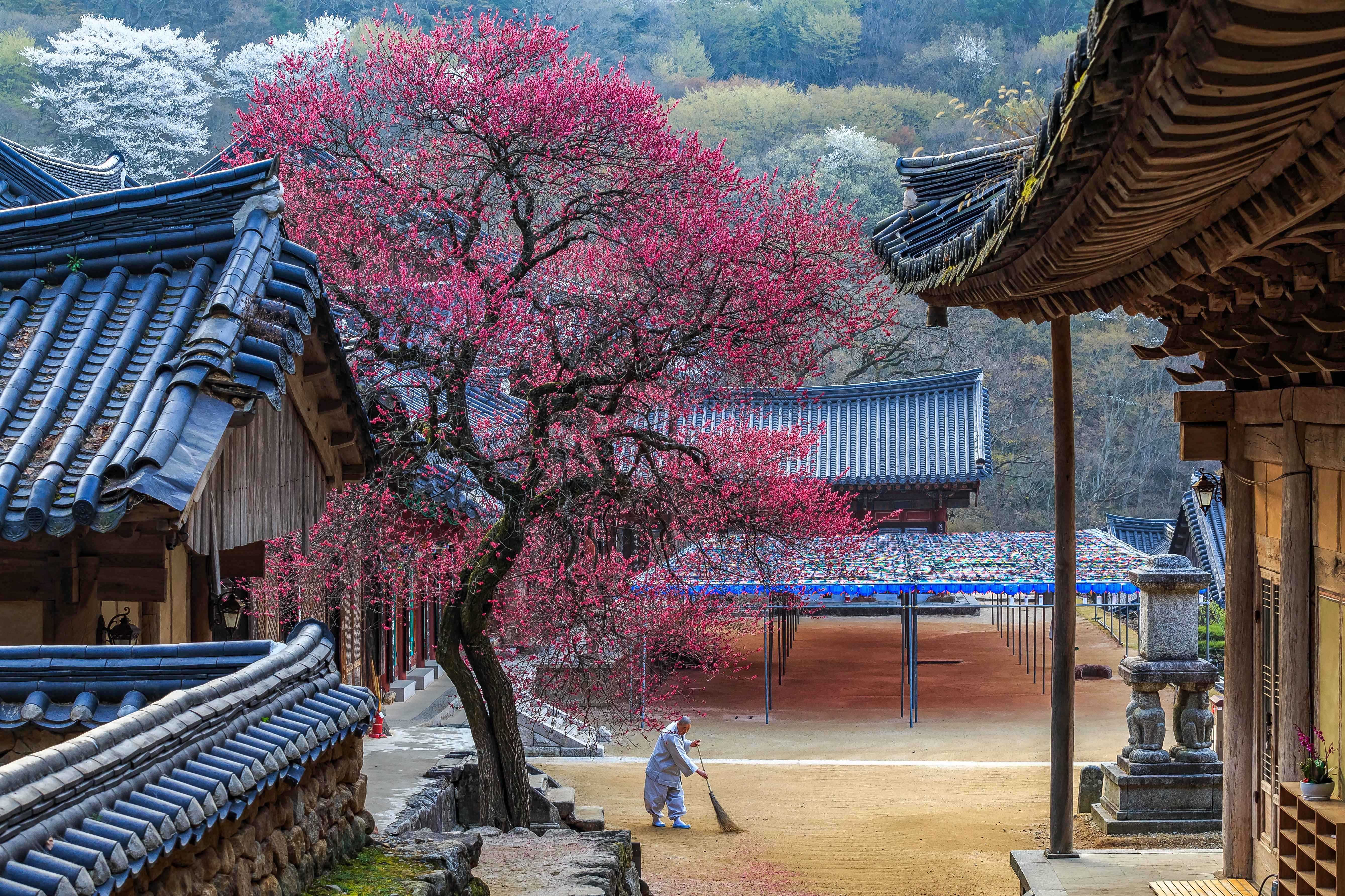 Moine en robe safran marchant dans la brume d’un temple perché sur une montagne (Beomeosa, Haeinsa, Jogyesa)